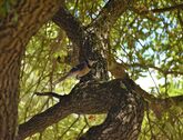 vogel auf eine baum der forst live messe in offenburg